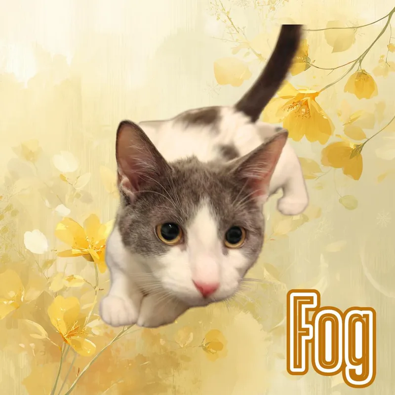 Haze & Fog  thumbnail 5