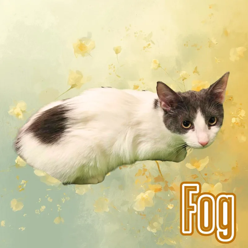 Haze & Fog  thumbnail 6