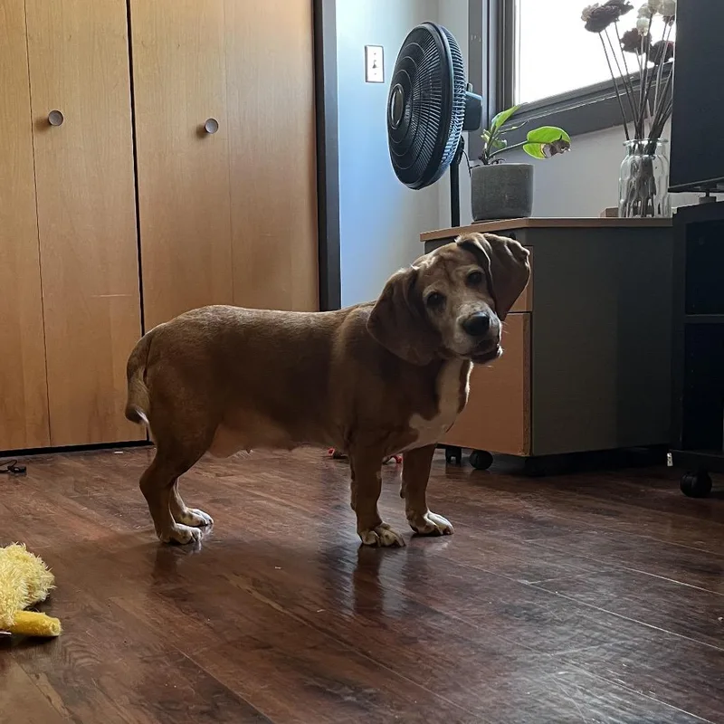 A senior medium-sized female Brown / Chocolate Basset Hound dog named Daisy for adoption in Charlottesville, VA