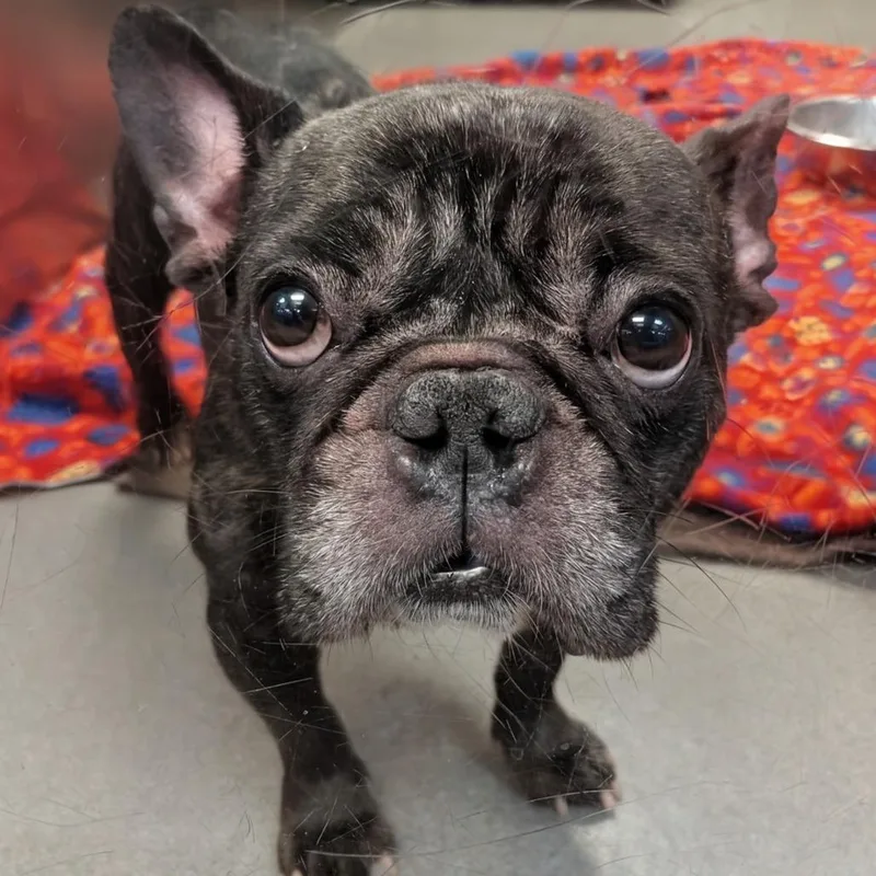 A senior small-sized female Brown / Chocolate French Bulldog dog named Selene for adoption in Baltimore, MD