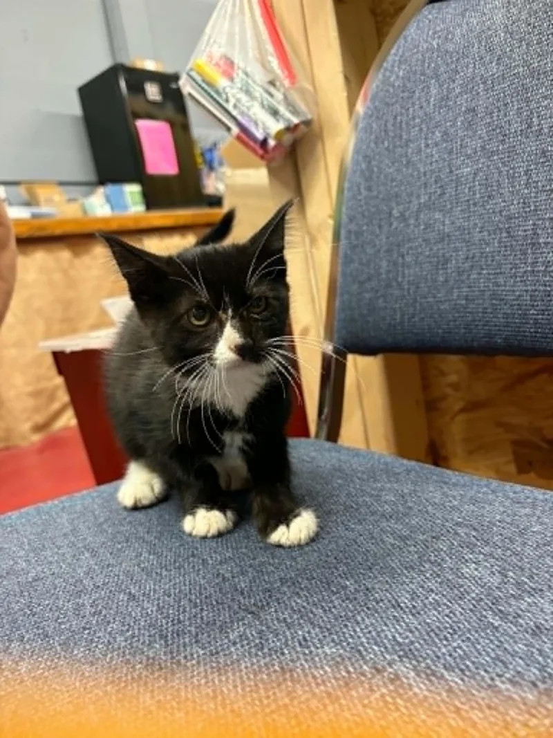 A baby small-sized female Domestic Medium Hair cat named Hermes for adoption in Mexico, MO