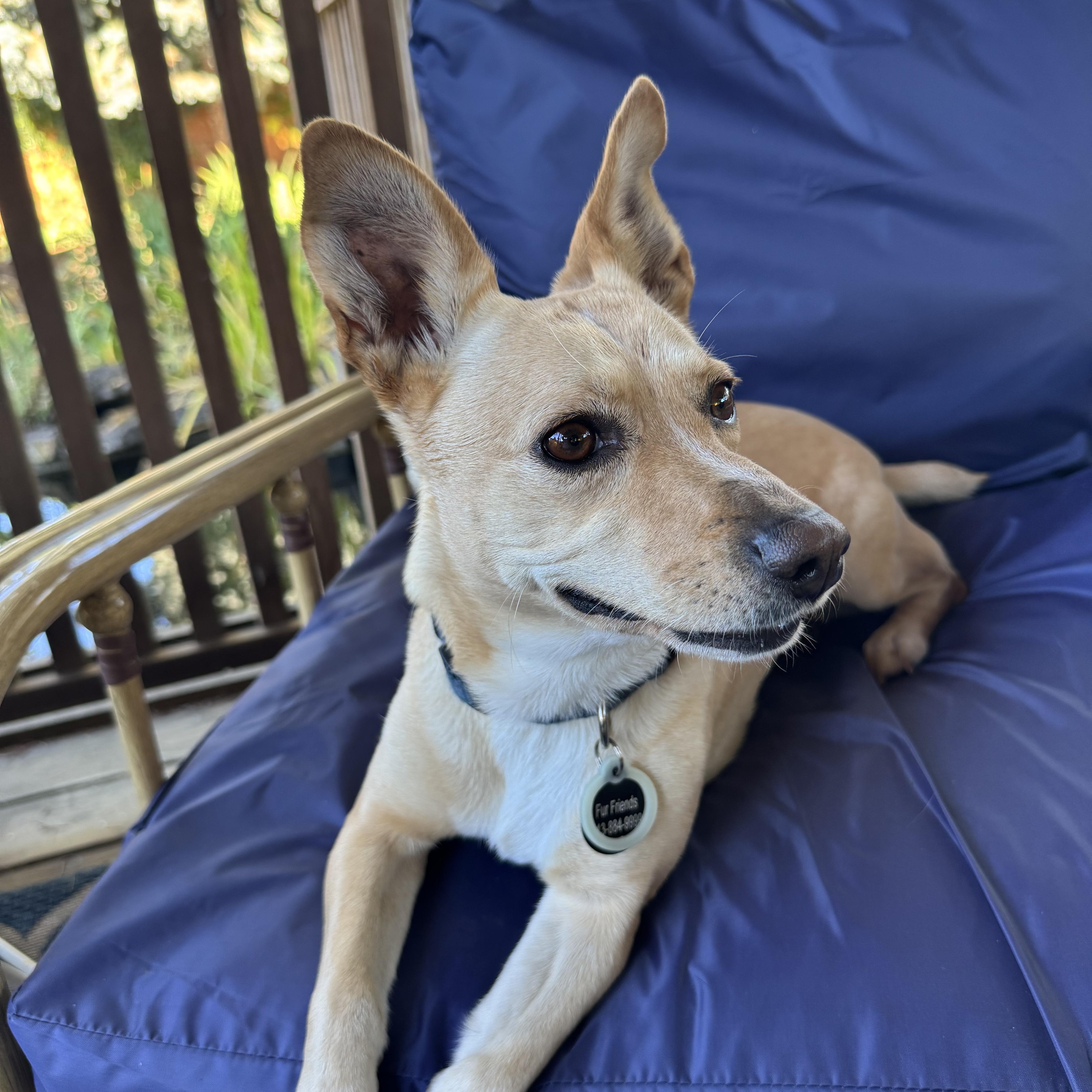 An adult small-sized female Chihuahua dog named Sandy for adoption in Saint Helens, OR