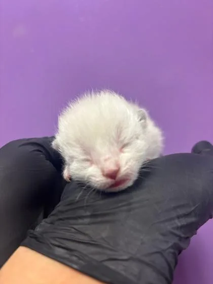 A baby small-sized male White Domestic Short Hair cat named 60658847 for adoption in El Paso, TX