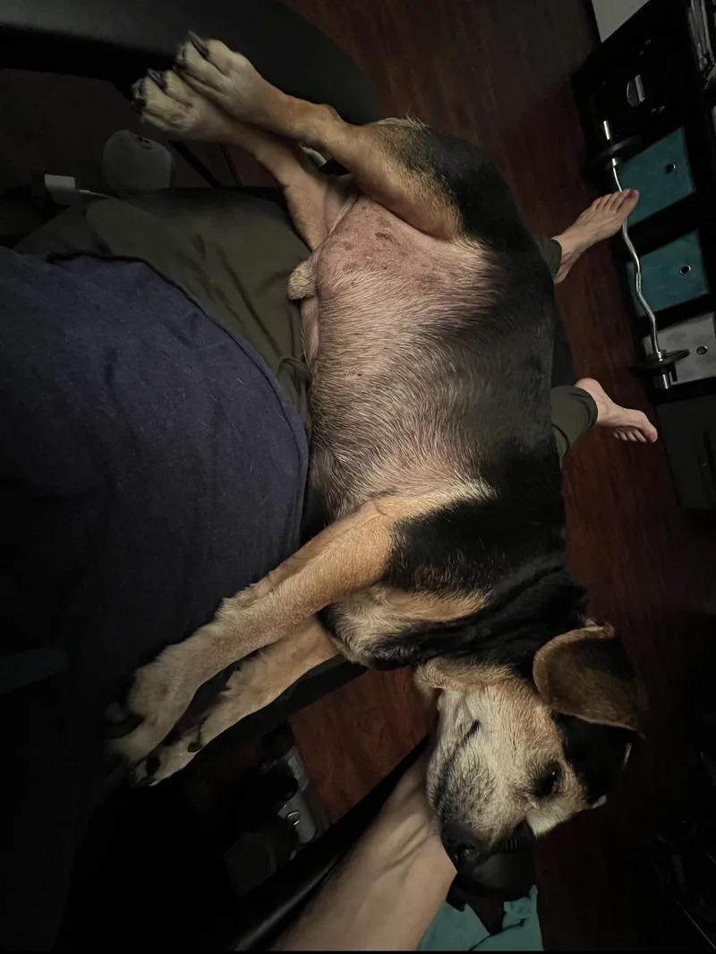 Baxter! thumbnail 4