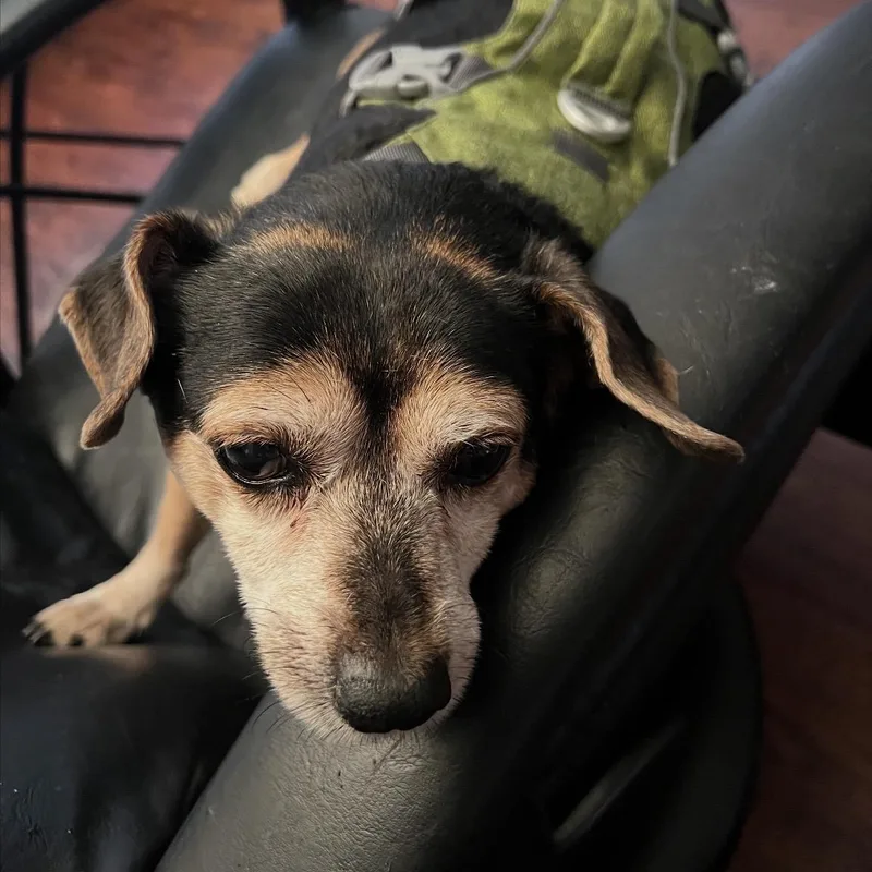 Baxter! thumbnail 6