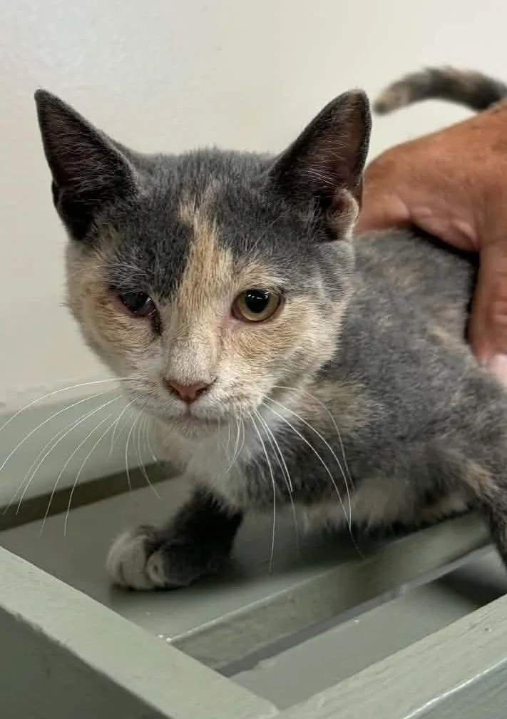 A baby small-sized female Domestic Short Hair cat named Mosaic for adoption in Lavonia, GA