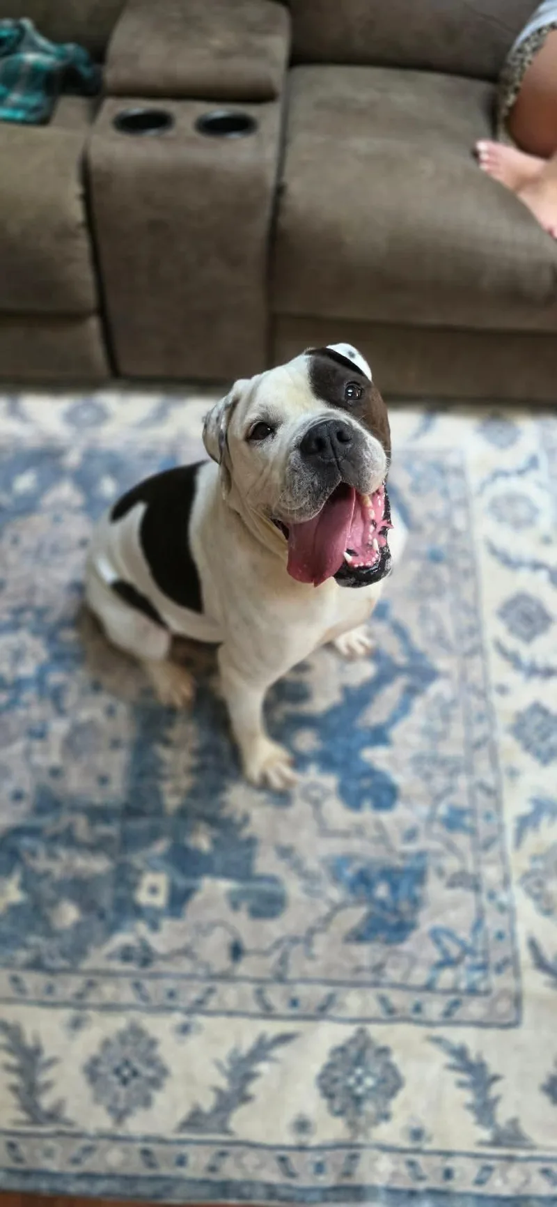 An adult large-sized male American Bulldog dog named Koffe for adoption in Steeleville, IL