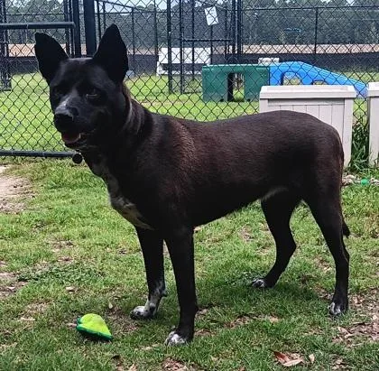 A young large-sized female Akita dog named Haru for adoption in Conway, SC