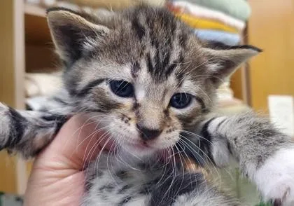 A young large-sized female Domestic Short Hair cat named Gauntlet for adoption in Kansas City, MO