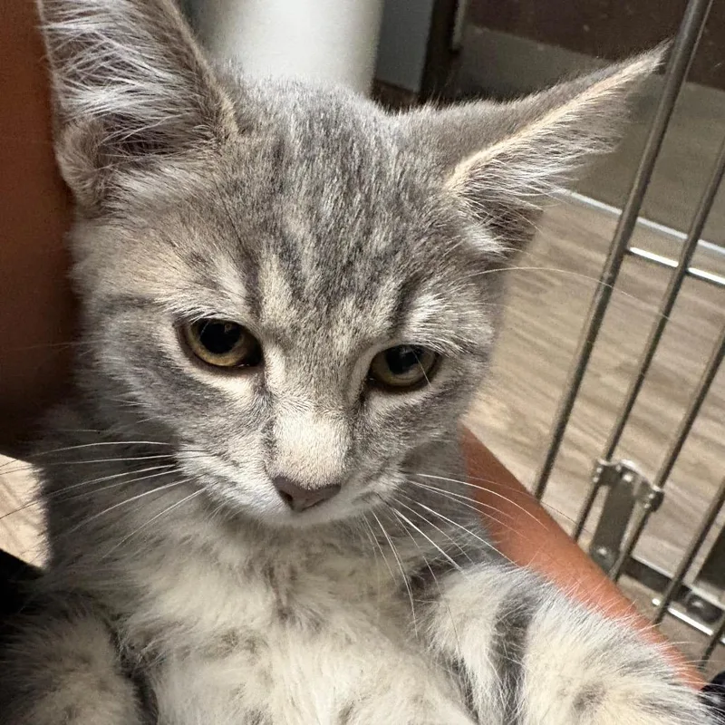 A baby small-sized female Gray / Blue / Silver Domestic Short Hair cat named Lady Mayonnaise for adoption in San Jacinto, CA