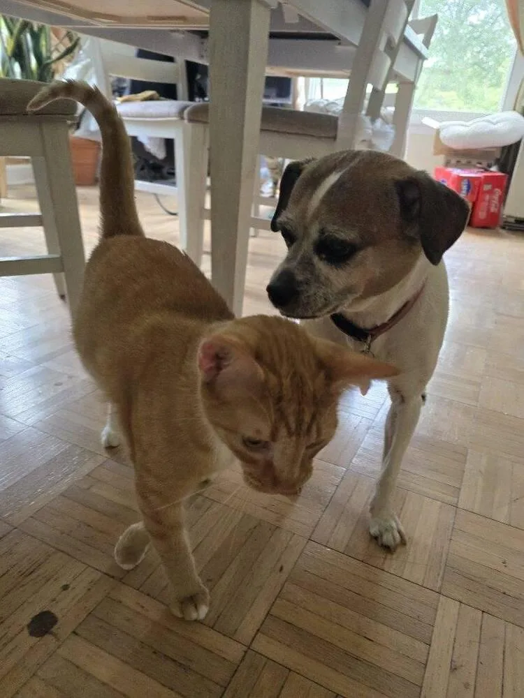 An adult medium-sized male Orange & White Domestic Short Hair cat named Rascal for adoption in Lorain, OH