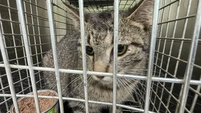 A young large-sized female Domestic Short Hair cat named Ferra for adoption in Lees Summit, MO