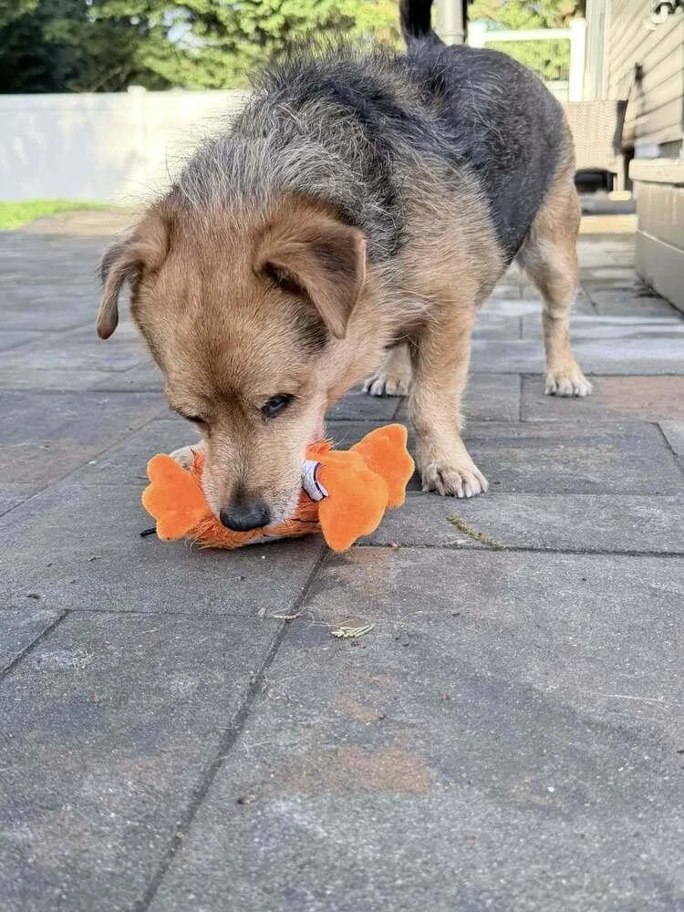 A young small-sized male Terrier dog named Louis for adoption in Huntington, NY