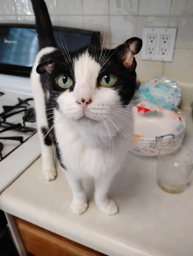 An adult medium-sized female Black & White / Tuxedo American Shorthair cat named Khloe for adoption in Bayonne, NJ