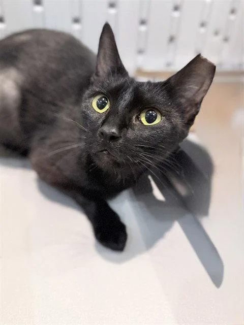 An adult medium-sized female Black Domestic Short Hair cat named Navi for adoption in Tavares, FL