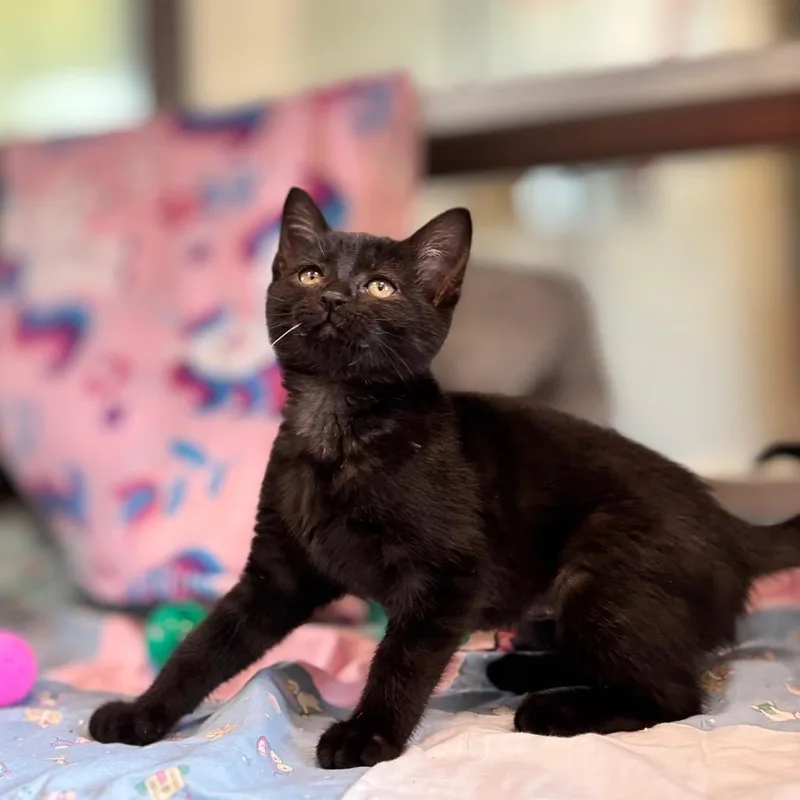 A baby small-sized female Black Domestic Short Hair cat named Squeaks for adoption in Nashville, IN