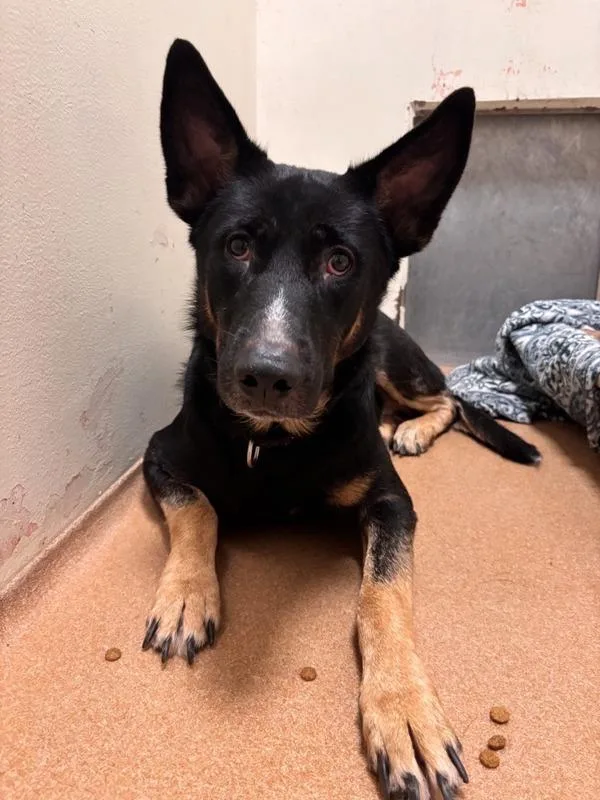 An adult large-sized male German Shepherd Dog dog named Yogi for adoption in Vancouver, WA