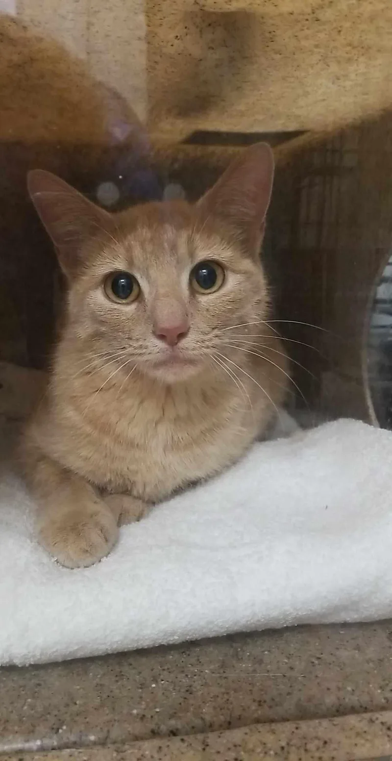 An adult medium-sized female Buff & White American Bobtail cat named Bobbi for adoption in Burlington, NC
