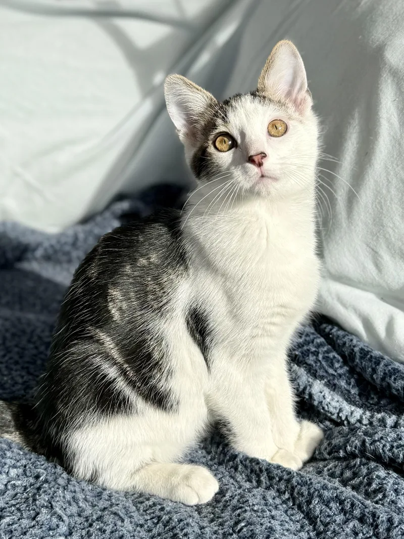 Michael Cheche thumbnail 2