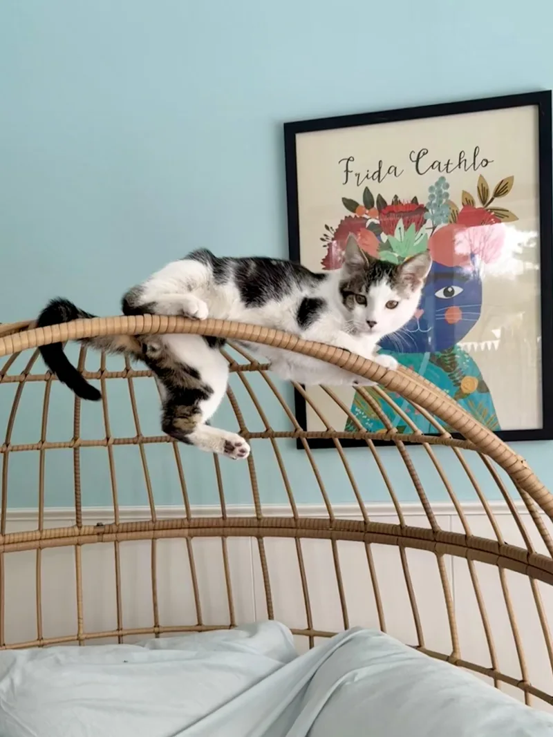 Michael Cheche thumbnail 4