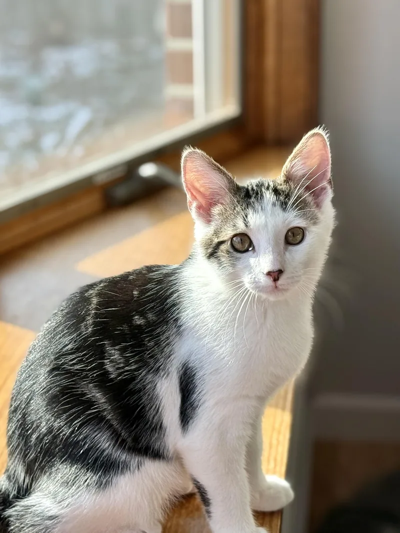 Michael Cheche thumbnail 5