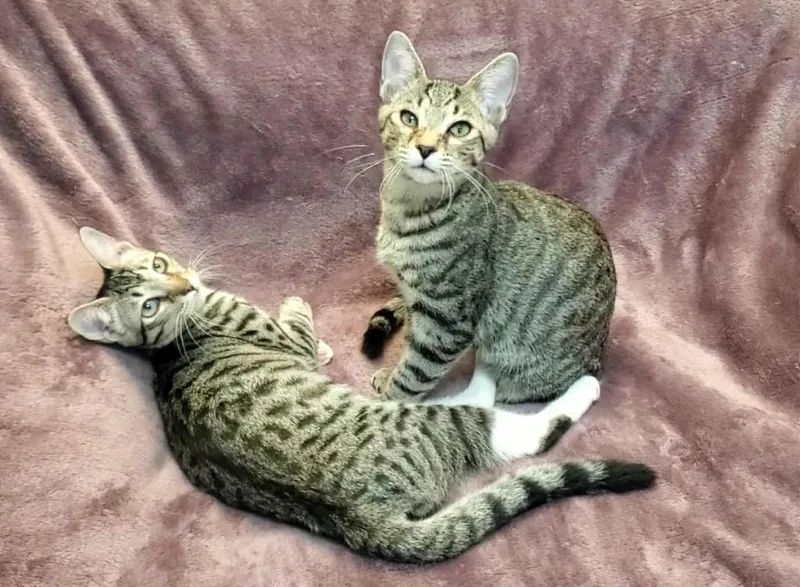 Rosalina thumbnail 2