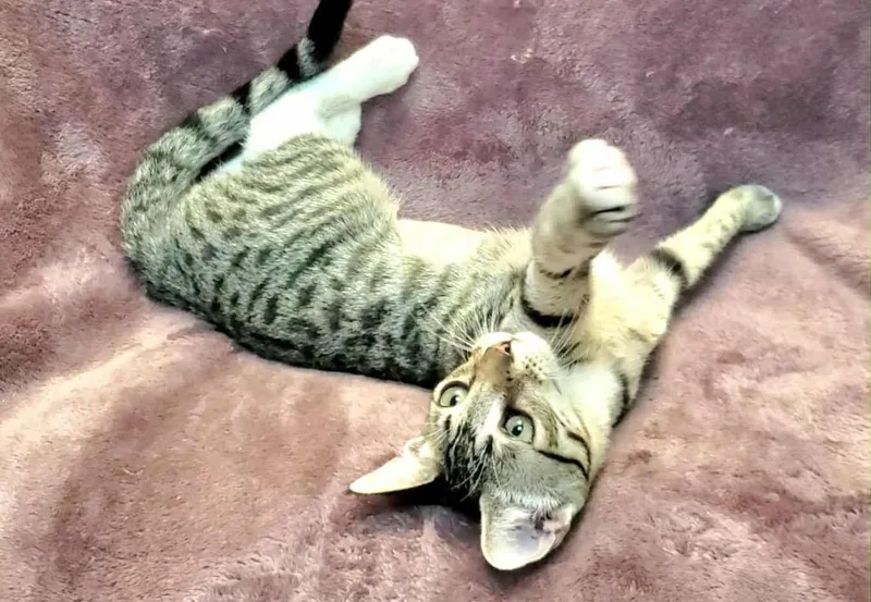 Rosalina thumbnail 3