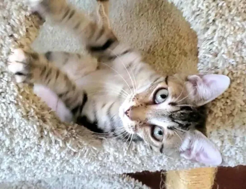 Rosalina thumbnail 4