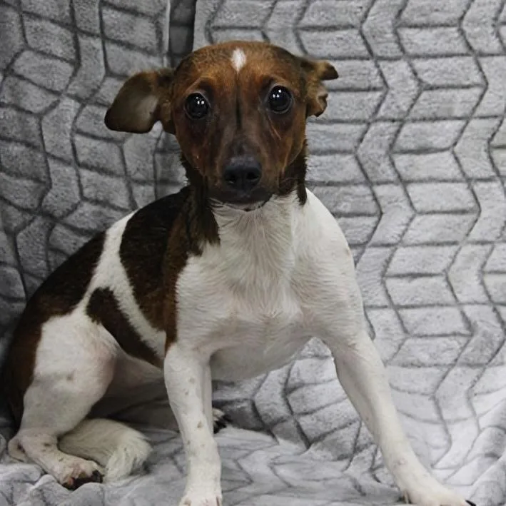 A young small-sized female Brown / Chocolate Rat Terrier dog named Brownie for adoption in Madisonville, KY