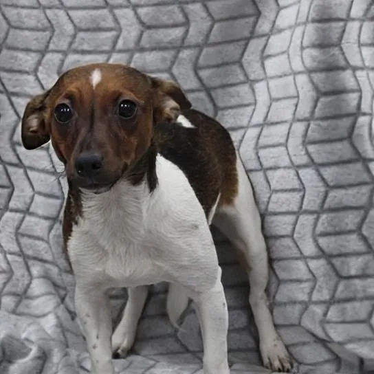 Brownie thumbnail 3