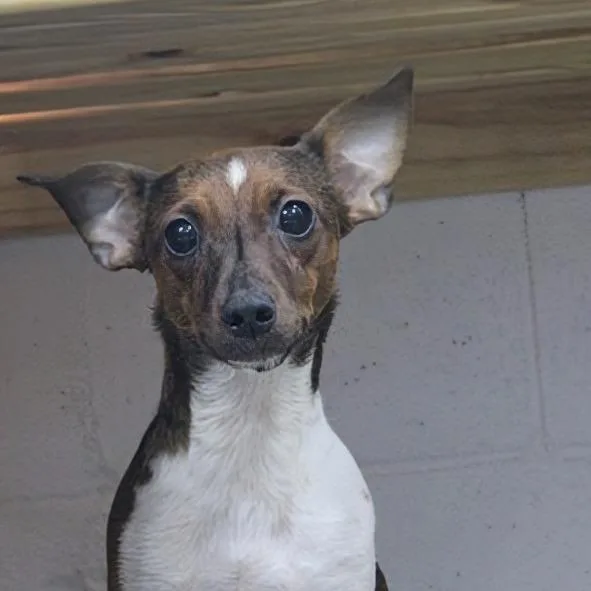 Brownie thumbnail 4