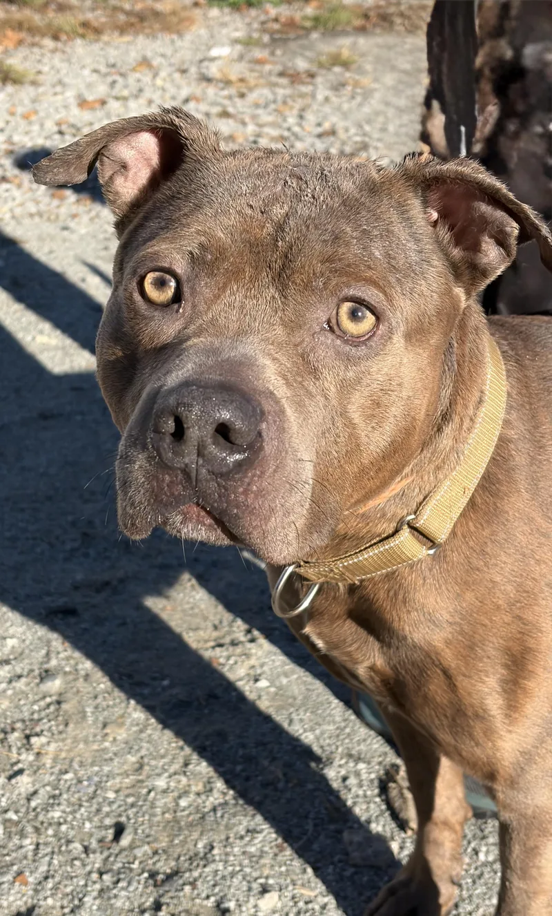 A young medium-sized male Brindle Pit Bull Terrier dog named Shark for adoption in McKeesport, PA