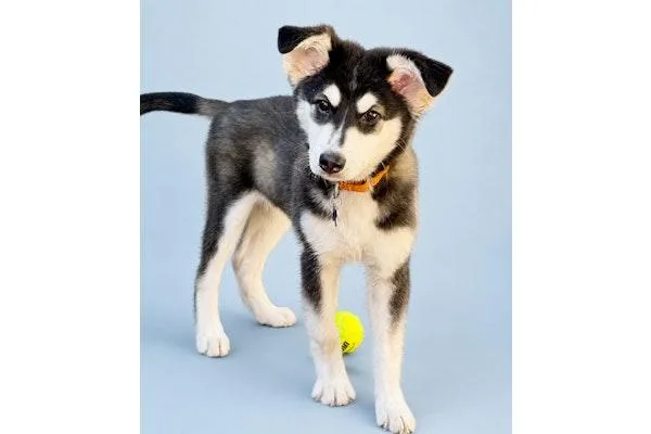 A baby medium-sized male Siberian Husky dog named Tropical: Papaya for adoption in Palo Alto, CA