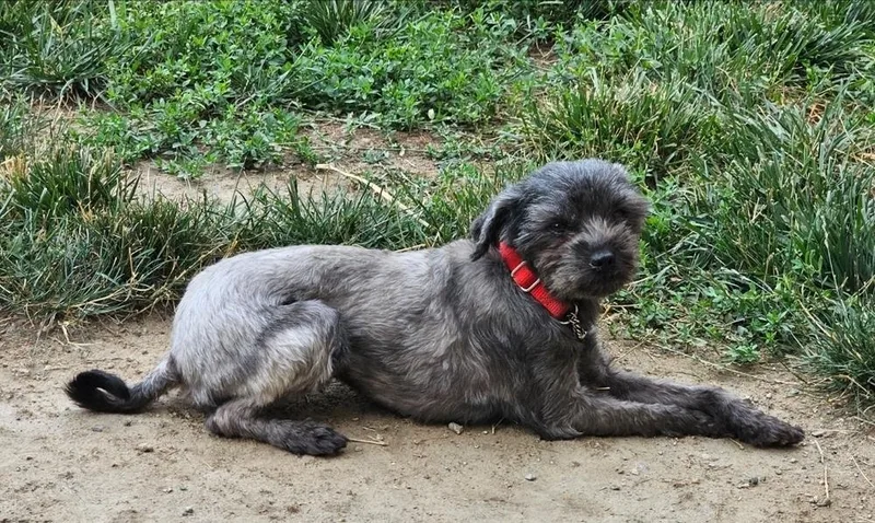 An adult small-sized female Gray / Blue / Silver Shih Tzu dog named Hazy for adoption in Oakland, MI
