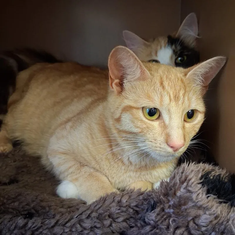 An adult medium-sized female Domestic Medium Hair cat named Tangelo for adoption in Middlebury, VT