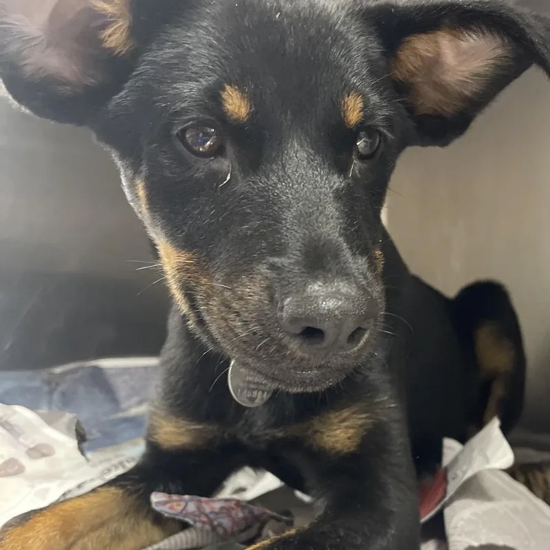 A baby small-sized female Mixed Breed dog named LA Crackle for adoption in Port Washington, NY