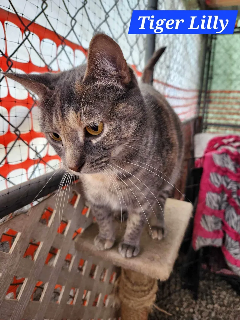 Tiger Lilly  Nc thumbnail 2