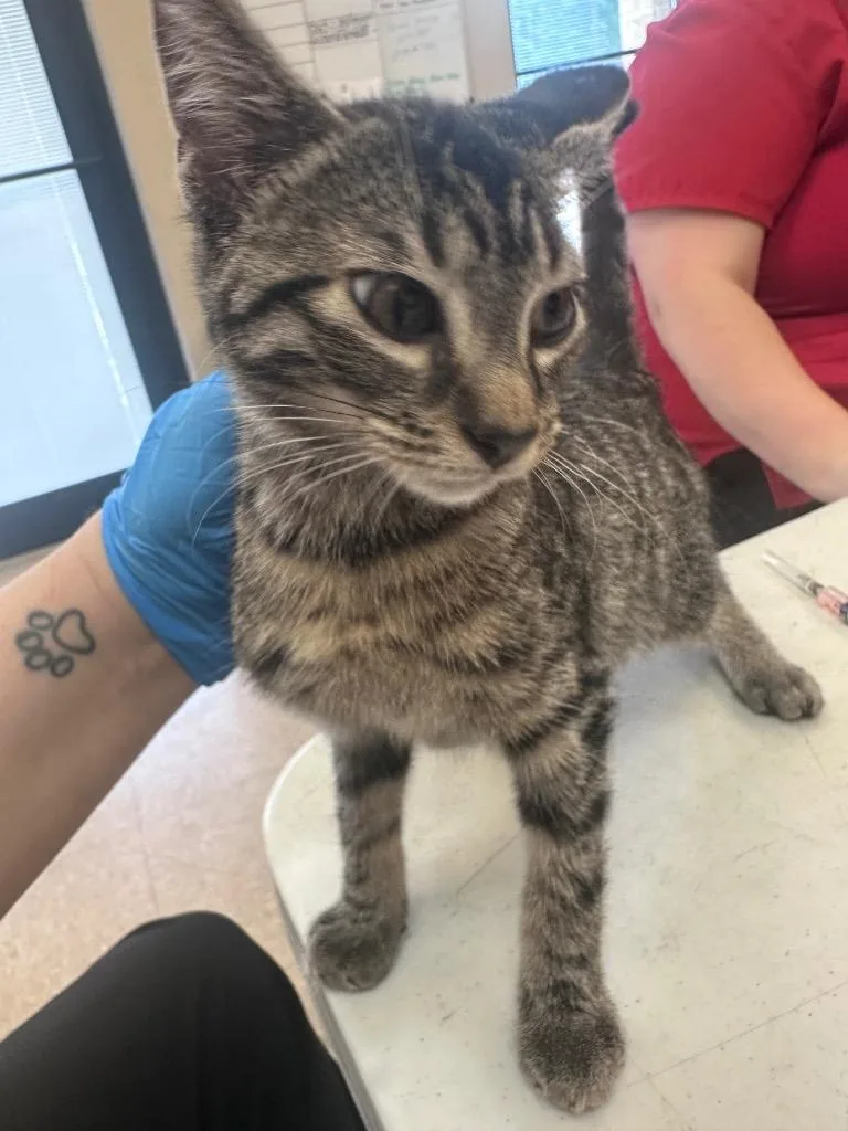 A baby medium-sized male Domestic Short Hair cat named Dexter for adoption in Wintersville, OH