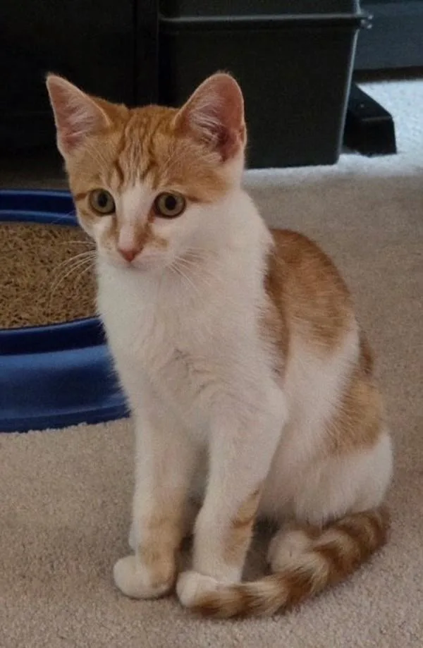 A baby small-sized male Domestic Short Hair cat named Tito for adoption in Novato, CA