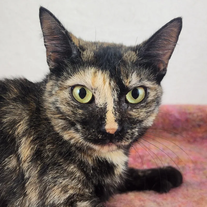 Lucy the Polydactyl Tortie