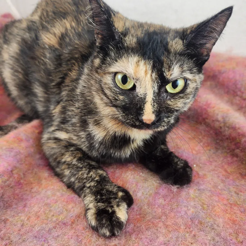 Lucy the Polydactyl Tortie thumbnail 3