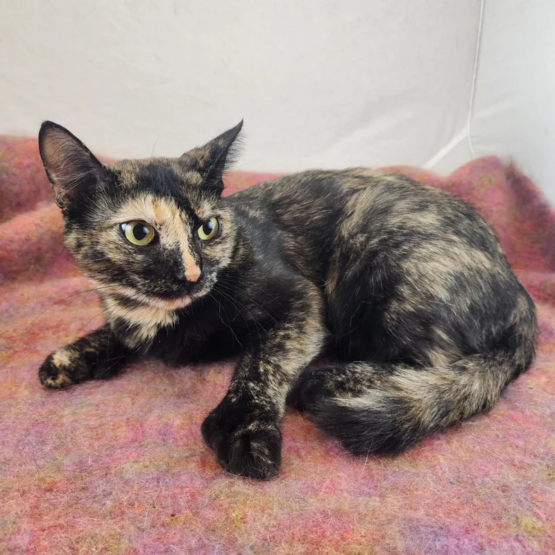 Lucy the Polydactyl Tortie thumbnail 4