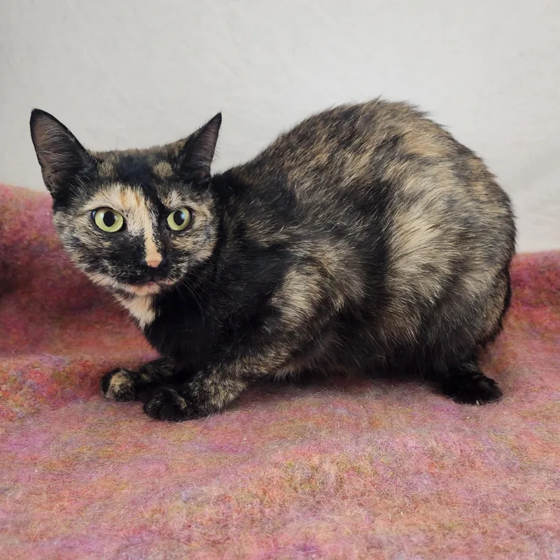 Lucy the Polydactyl Tortie thumbnail 5