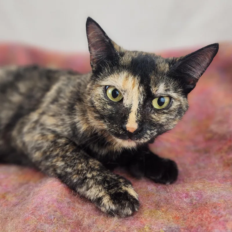 Lucy the Polydactyl Tortie thumbnail 6