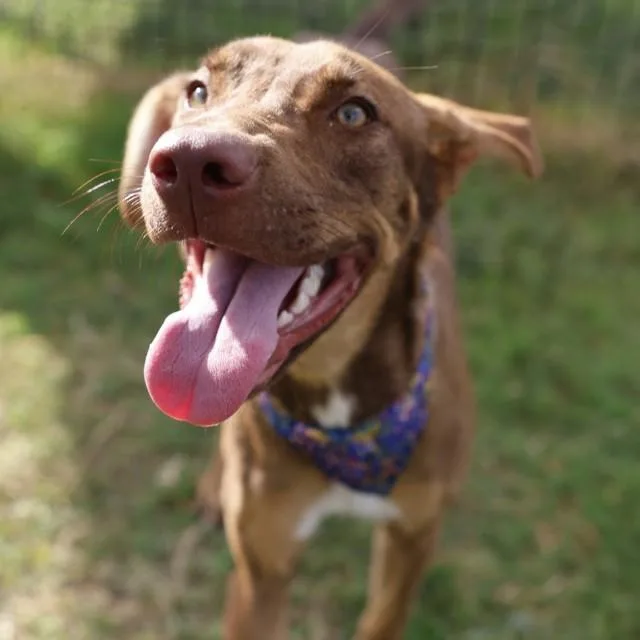 A young medium-sized female Shepherd dog named Bear for adoption in San Antonio, TX