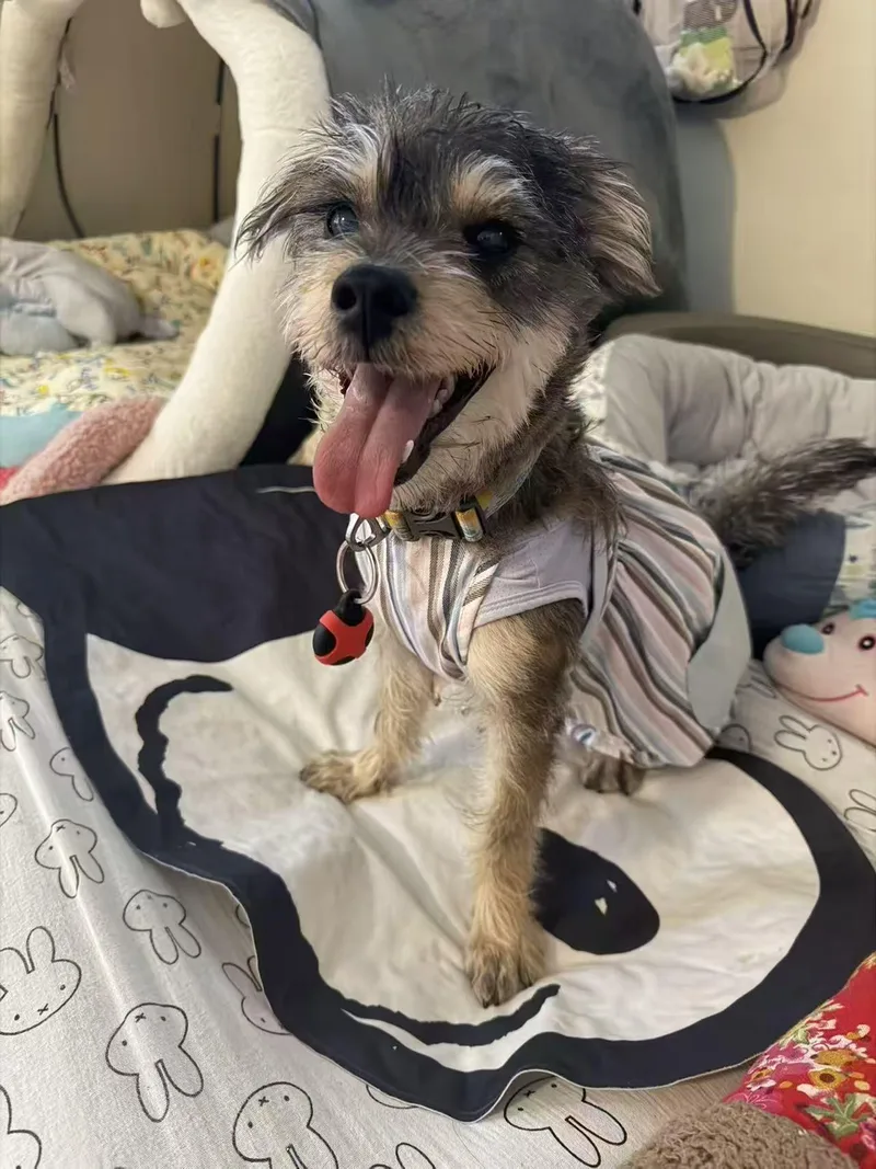 A young small-sized male Miniature Schnauzer dog named Rue for adoption in Rancho Cucamonga, CA