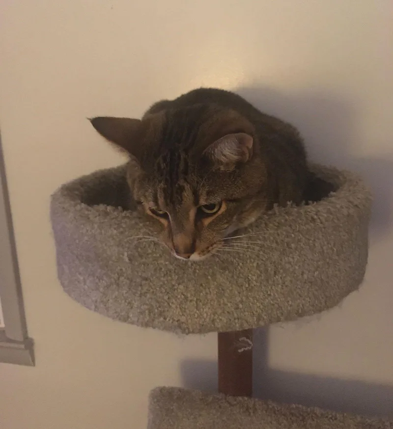 An adult medium-sized male Domestic Short Hair cat named Simon for adoption in Macedonia, OH