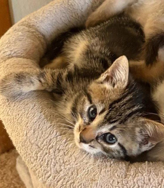 A baby small-sized female Domestic Short Hair cat named Nova for adoption in Battle Ground, WA