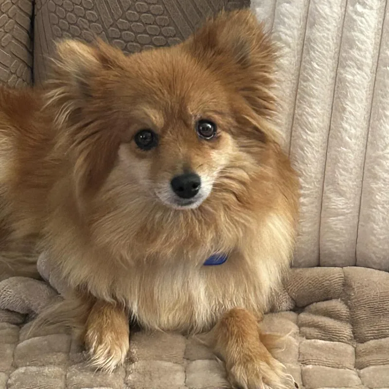 An adult small-sized female Red / Chestnut / Orange Pomeranian dog named Talia for adoption in Festus, MO
