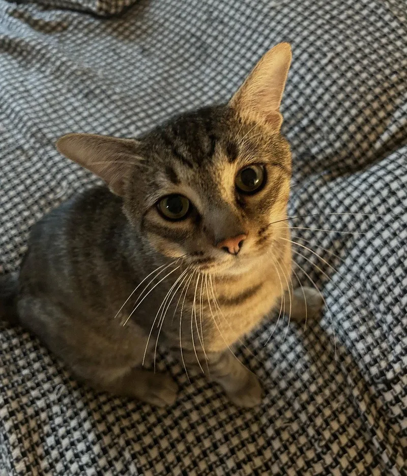 A young medium-sized male Domestic Short Hair cat named Yoda for adoption in Scottsdale, AZ